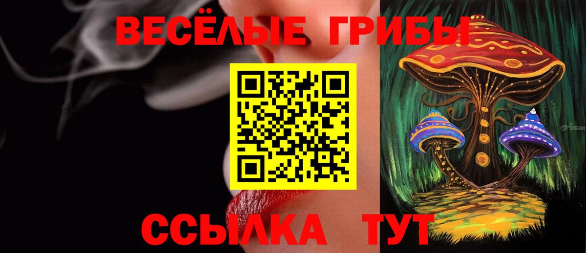 что такое наркотик  Вход с VPN  Тверь  Галлюциногенные грибы MAGIC MUSHROOMS  Псилоцибиновые грибы Psilocybe 